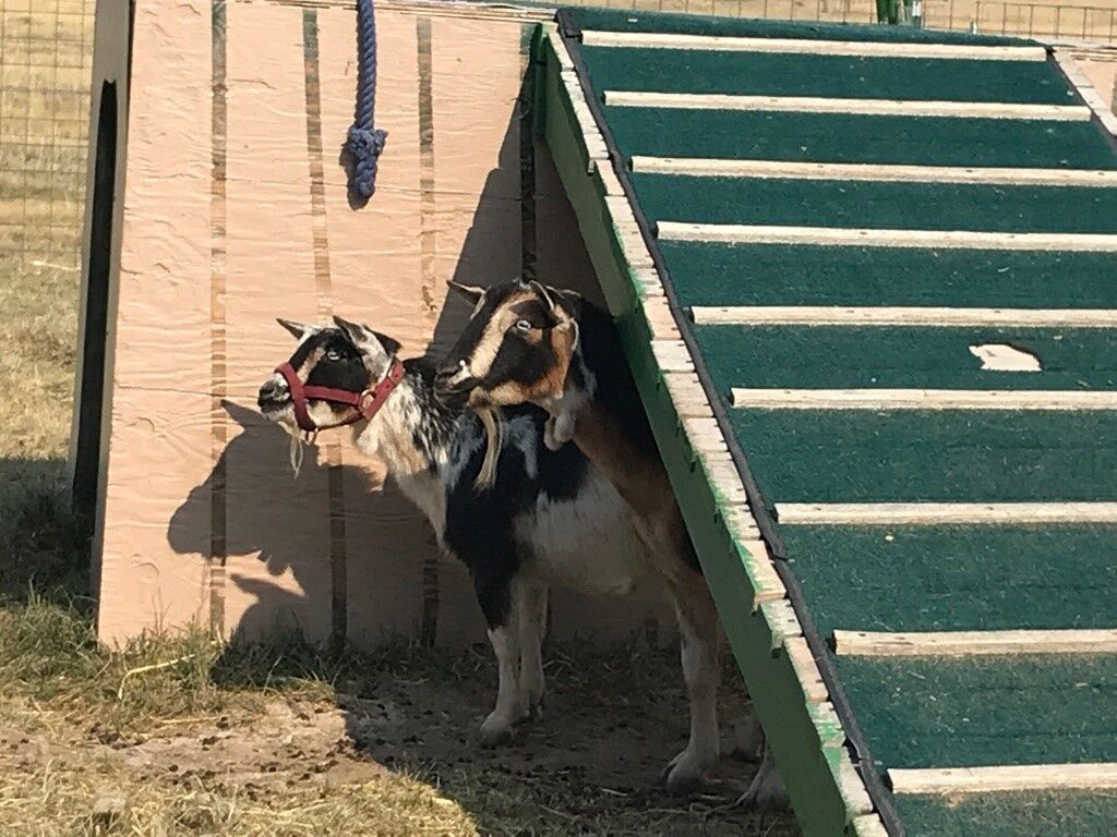 goats